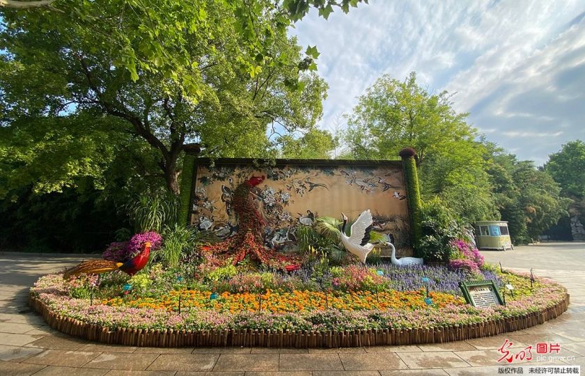 V pekingském zoologickém parku je k vidění záhon nazvaný „Sto ptáků tváří v tvář fénixovi“. Rostliny napodobují přírodní krajinou a jsou tak živoucí oslavou 100. výročí založení Komunistické strany Číny. Foto: Guangming Picture