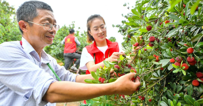 Pěstování bobulí ve vesnici Zuziling u města Huzhou v provincii Zhejiang. Dobrovolníci vybírají první letošní úrodu.