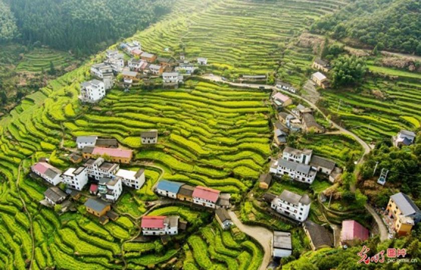 Ve vesnici Taihuishan v okrese Changhong ve městě Quzhou v provincii Zhejiang jsou vesnické stavby uprostřed terasovitých políček. Foto: Wang Guohong / Guangming Picture.