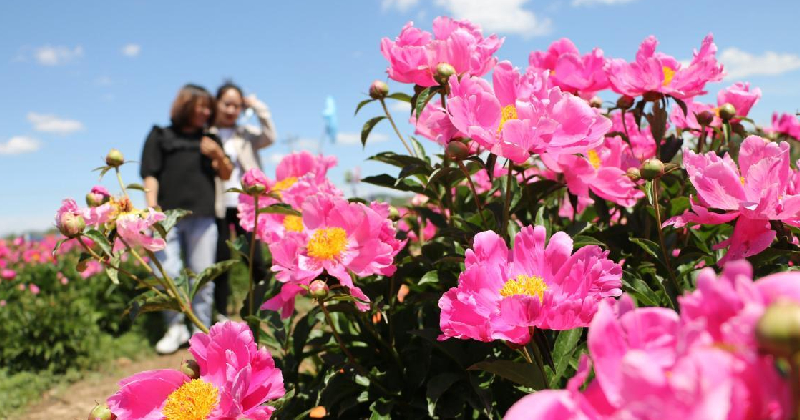 Turisté obdivují léčivé pivoňkové květiny ve vesnici Sangou v okrese Chengde v provincii Hebei (Che-pej).
