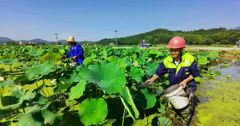 Farmáři hnojí bílé lotosy ve vesnici Kongfang u města Fuzhou v provincii Jiangxi. 