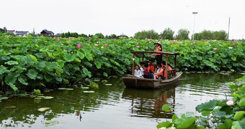 Vesnice Pingyuanchi u města Rugao v provincii Jiangsu. Turisté zde obdivují bílého lotosy pěstované na tisících metrech čtverečních.