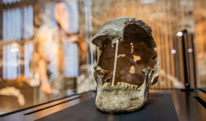 Lebka ženy z Koněpruských jeskyní. Foto: Národní muzeum